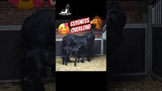 Newborn Elvis! Cuteness overload #Friesian #Horses #Followtheherd