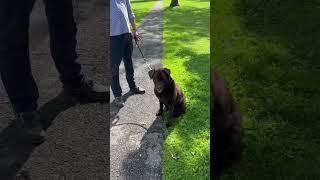 This  stunning chocolate lab is 12  years old and very friendly ️