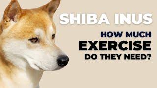 How Much Exercise Does a Shibu Inu Need?