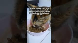 inilah rahasia seekor kucing yG jarang di ketahui orang‼️ #berbagi #viral #kucing