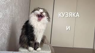 Кузяка и Робот-пылесос