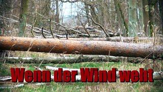 Wenn der Wind weht - 2022  "Zeynep" Sturmschäden im Wald bei Stendal