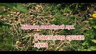 Уборка семейного лука( шалота).Как сушить до момента обрезки?