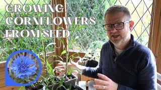 Growing Cornflowers from Seed | How to Sow and Grow Hardy Annual Cornflowers (Centaurea cyanus)