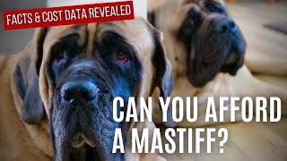 How Much Do Mastiffs Cost?  Can You Afford One? [ANNUAL DATA & SURVEY RESULTS]