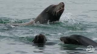 Sea Lions splash into Yorkshire Wildlife Park