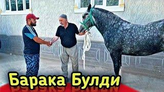 КРАСАВЧИК ТОЙ СОТИЛДИ..OT SOTILDI. BARAKASINI BERSIN.(Mus Tv)#Otlar #horse #Uloqchiotlar #otbozor