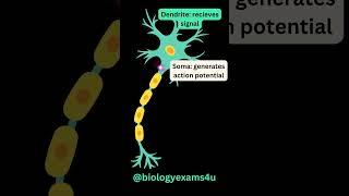 Neuron 3D Animation Slow motion|| Structure of Neuron || How Neuron transmit impulses?