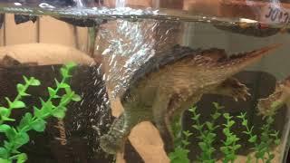 Zoo Med Gourmet Aquatic Turtle Food Review And snapping turtle feeding