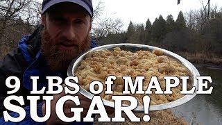 MILKING a TREE!?! | Maple SUGAR on OPEN FIRE | Home Made Evaporator, Wood Boiler, Chickens, Gardens