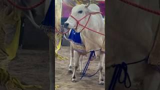 BIG HUMP COW #trending #shorts #viral #video