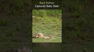 Rock Python Captures Baby Deer