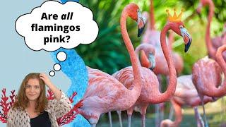 Are All Flamingos Pink? | All About Flamingos