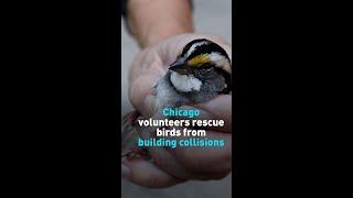 Chicago volunteers rescue birds from building collisions