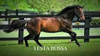 Vinery 2012 Stallion Roster
