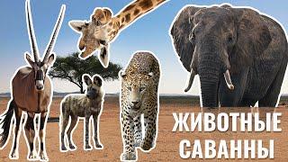 Животные саванны | Картинки с животными для детей | Умняха