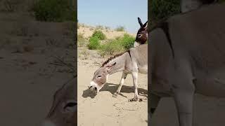 Donkey Mating natural mating #mating