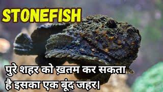 ये है दुनिया की सबसे जहरीली मछली | Stonefish in hindi | Most poisonous fish in the world