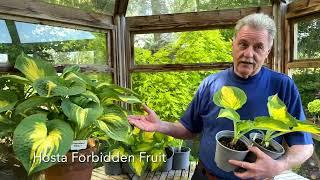 Rewela Hostas looks at Hosta Forbidden Fruit.