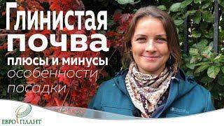 Глина плюсы и минусы. Особенности посадки.