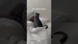 How my cat woke me up today