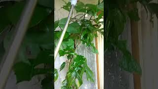 Dragon tail plant #plants #provincelife #gardening #Inah TV promdi