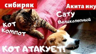 КОТ АТАКУЕТ СОБАКУ | КОТ КОМПОТ И САТУ ВЕЛИКОЛЕПНЫЙ