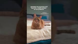 #изобилие #cat #балансвселенной #funny #рационпп #силасознания #cute #здороваяэнергия #кот #memes
