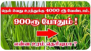 நெல்லுக்கு 2வது உரமா என்ன போட்டா செலவு குறையும் , விளைச்சல் அதிகரிக்கும் ? | TCG |