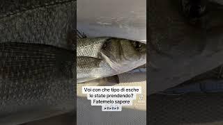 #branzino #fishing #pesca #fish #pescaspinning #bassfishing #spigola #fishinglife #seabass