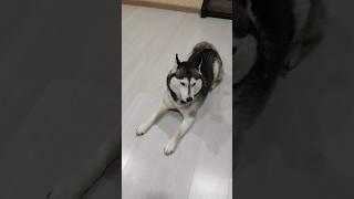 Такая,какая есть #husky #собака #хаски #животные