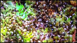 ARMY ANTS HUNTING DARK PHEIDOLE ANTS