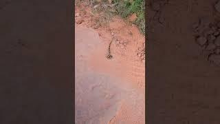 Mojave Green Rattlesnake Encounter