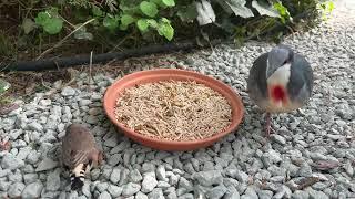 Tropical Aviary Birds - Torben Dehlholm er live!