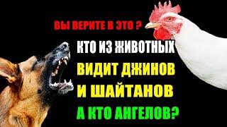 Почему собаки лают,и воют во время Азана,Каких собак и кошек стоит избегать нужно по Исламу...