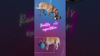 Reality v/s expectations  #yuvimicky #labrador #shorts #relatable