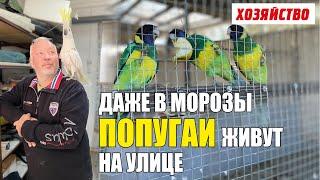 Попугаи живут в вольерах на улице, а в морозы любят купаться в снегу