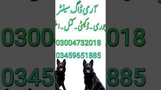 army dog center multan service all Pakistan ma mojod ha #protectiondog #specialdogs #workingdog
