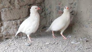 Кабкои Сафед Тухмда даромадан Кабк Keklik که و Partridge Chukar