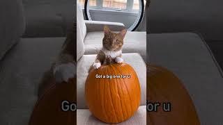 Cat convinces Human to carve pumpkins  #shorts #shorts30