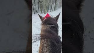 #windy #snowstorm #horsebackriding #cold