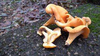 Finding Chanterelle Mushrooms After Hurricane Sally