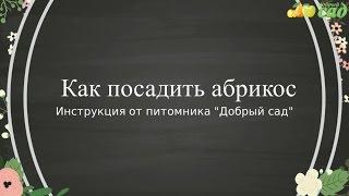 Посадка абрикоса - как правильно посадить абрикос