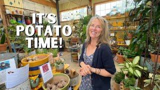 Let's Talk Potatoes!  How to Plant Potatoes that Taste Ten Times Better Than Store Bought!