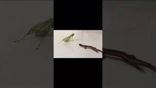 Mantis attacks a snake-lizard #wildlife #wildlifephotography #animalphotography #insects