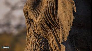 Elephant wonder and bird fights - SafariLIVE Sunrise - 15 January 2025