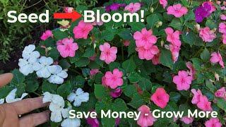 Big Blooms, Small Budget!
