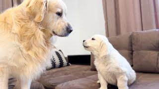 How the Golden Retriever Bailey and New Golden Retriever Mia Became Best Friends [Compilation]