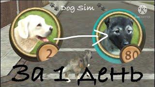 5 самых простых и легких способ прокачки в Dog Sim  🪶