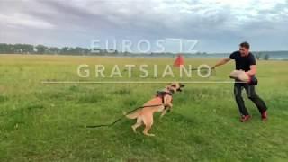 Protection with malinois. Euros iz Gratsiano